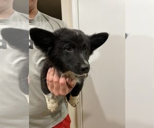 Aussie-Corgi-Australian Shepherd Mix Puppy for sale in SPRINGTOWN, TX, USA