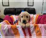 Puppy Girl G1 Golden Retriever