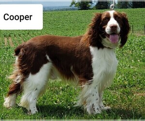 Father of the English Springer Spaniel puppies born on 10/27/2019