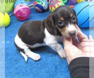 Dachshund Puppy for sale in RATTAN, OK, USA
