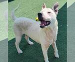 Small Photo #16 American Pit Bull Terrier-Catahoula Leopard Dog Mix Puppy For Sale in Rockwall, TX, USA
