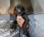 Small Photo #2 Golden Retriever-Great Dane Mix Puppy For Sale in STRUTHERS, OH, USA
