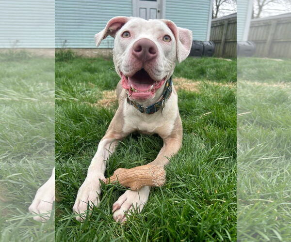 Medium Photo #35 American Pit Bull Terrier-Unknown Mix Puppy For Sale in Germantown, OH, USA