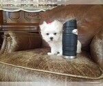 Small Photo #5 Maltese Puppy For Sale in SANTA CLARITA, CA, USA