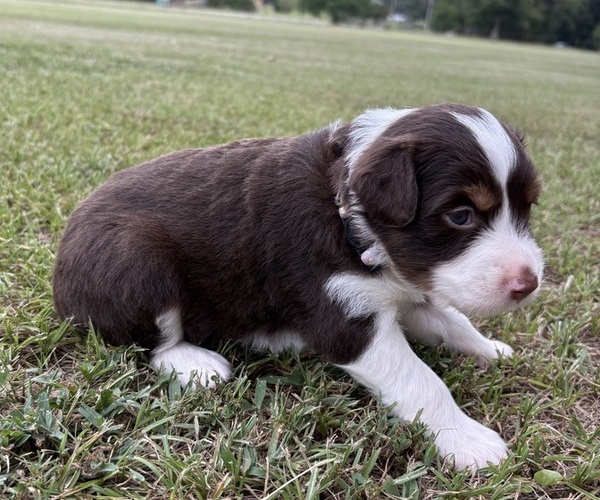 Medium Photo #11 Miniature Australian Shepherd Puppy For Sale in BEEBE, AR, USA