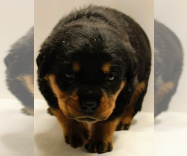 Medium Photo #11 Rottweiler Puppy For Sale in ROCKFORD, IL, USA