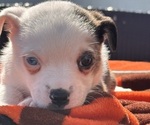 Puppy 2 Australian Shepherd-Boston Terrier Mix