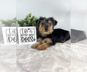 Yorkshire Terrier Puppy for sale in INDIANAPOLIS, IN, USA
