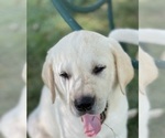 Small Photo #6 Labrador Retriever Puppy For Sale in FLANDREAU, SD, USA