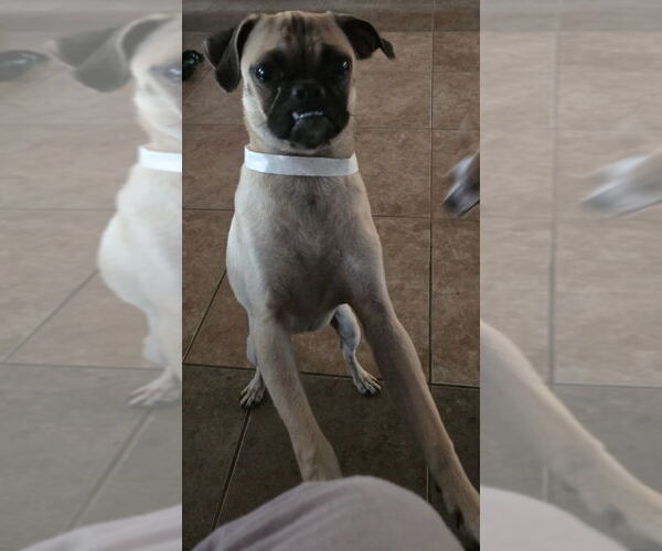 Medium Photo #3 Pug Puppy For Sale in San Antonio, TX, USA