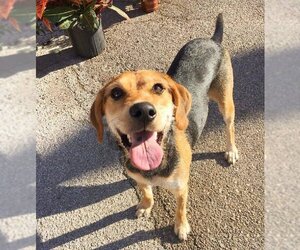 Beagle-Unknown Mix Dogs for adoption in Denton, TX, USA