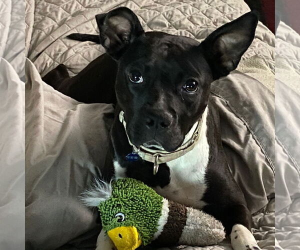 Medium Photo #7 American Pit Bull Terrier-Unknown Mix Puppy For Sale in Fargo, ND, USA