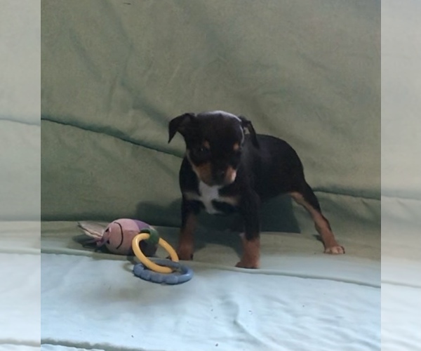 Medium Photo #5 Chihuahua Puppy For Sale in BLACKSTONE, VA, USA
