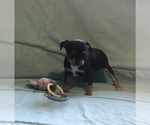 Small Photo #5 Chihuahua Puppy For Sale in BLACKSTONE, VA, USA