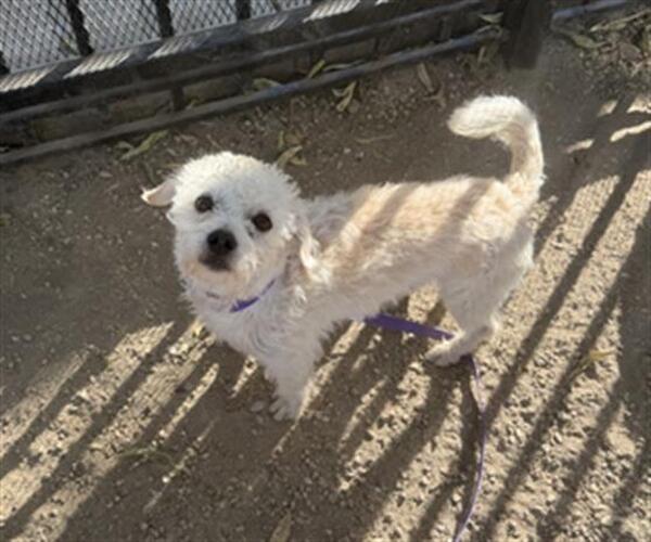 Medium Photo #1 Mutt Puppy For Sale in Redlands, CA, USA