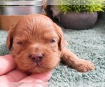 Puppy Puppy 1 Female Cavapoo (Miniature)