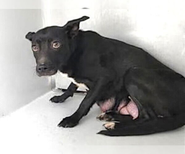 Medium Photo #2 Staffordshire Bull Terrier-Unknown Mix Puppy For Sale in Houston, TX, USA