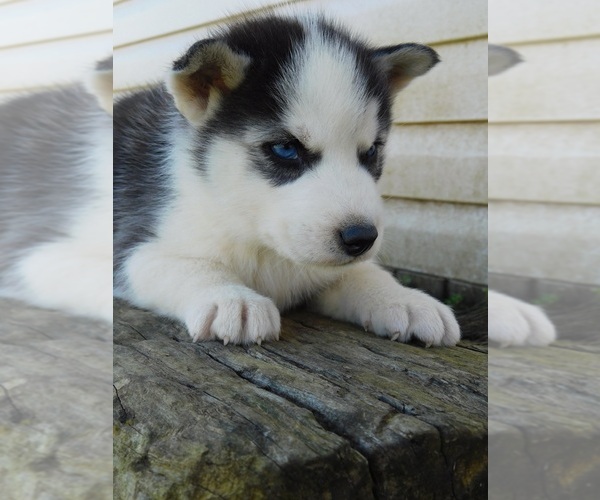 Medium Photo #4 Siberian Husky Puppy For Sale in CLARKRANGE, TN, USA