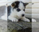 Small Photo #4 Siberian Husky Puppy For Sale in CLARKRANGE, TN, USA