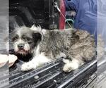Small Shih Tzu Mix