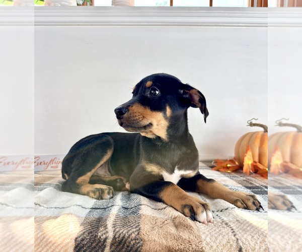 Medium Photo #2 Doberman Pinscher Puppy For Sale in GREENFIELD, IN, USA