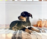 Small #1 Doberman Pinscher