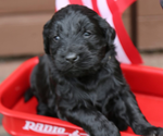 Small #3 English Cream Golden Retriever-Poodle (Standard) Mix