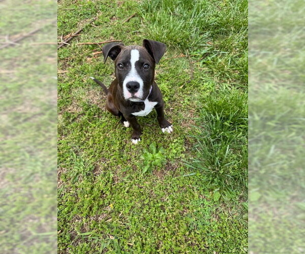 Medium Photo #2 American Pit Bull Terrier-Unknown Mix Puppy For Sale in Hillsboro, MO, USA