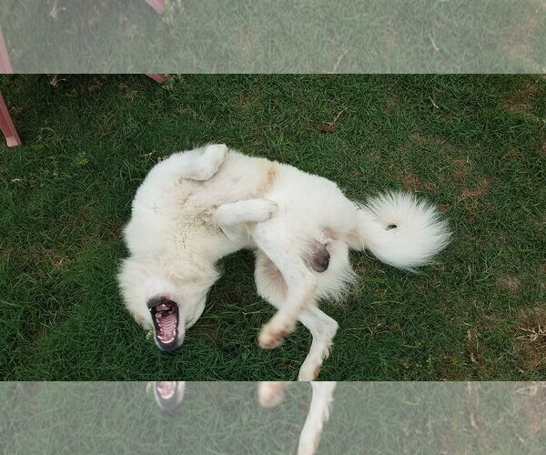 Medium Photo #35 Great Pyrenees-Unknown Mix Puppy For Sale in Houston, TX, USA