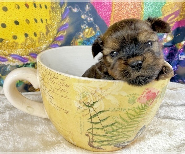 Medium Photo #6 Morkie Puppy For Sale in CASSVILLE, MO, USA