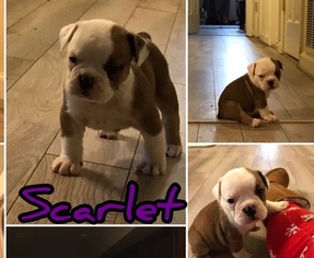 Olde English Bulldogge Puppy for sale in BOWIE, MD, USA