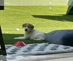 Small #9 Great Pyrenees-Red Heeler Mix
