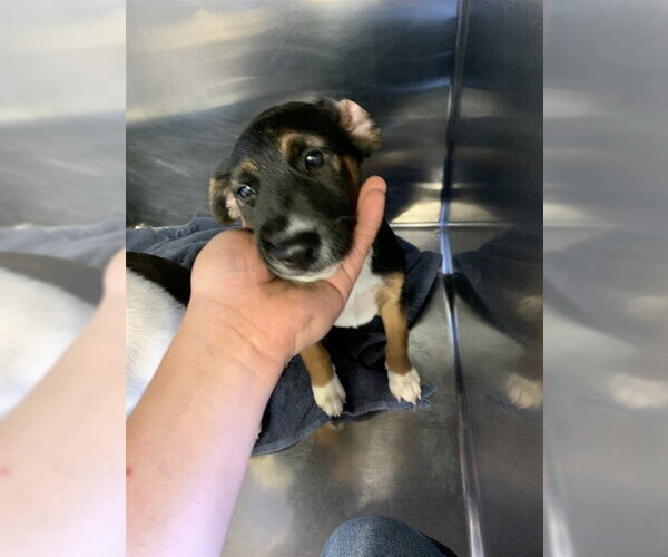 Medium Photo #1 Mutt Puppy For Sale in Grand Prairie, TX, USA