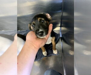 Mutt Dogs for adoption in Grand Prairie, TX, USA