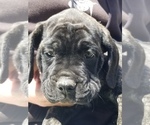 Small Photo #2 Mastiff Puppy For Sale in FULTON, NY, USA