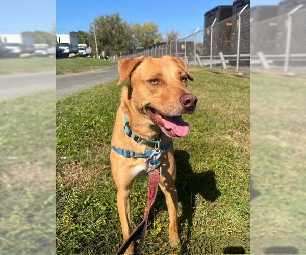 Medium Photo #2 Mutt Puppy For Sale in Elmsford, NY, USA