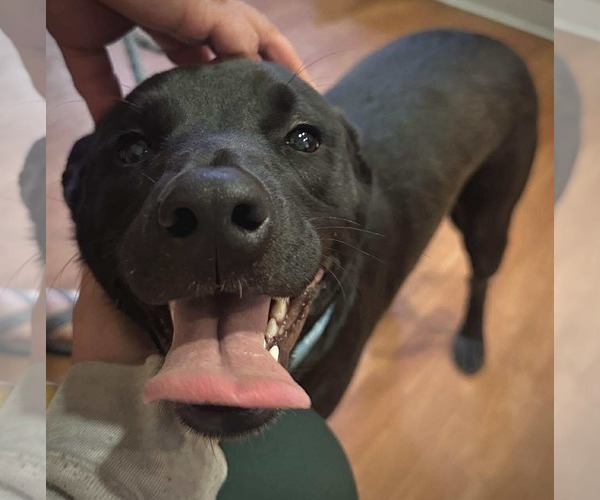 Medium Photo #3 American Pit Bull Terrier-Unknown Mix Puppy For Sale in Germantown, OH, USA