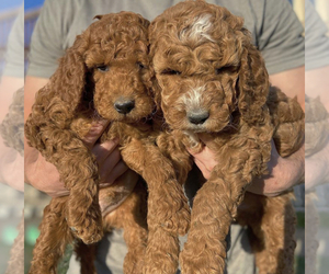 Goldendoodle-Unknown Mix Puppy for sale in DENVER, CO, USA