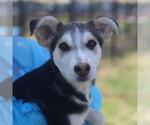 Small Siberian Husky Mix