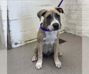 Mutt Dogs for adoption in San Bernardino, CA, USA