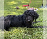 Small #1 Mutt