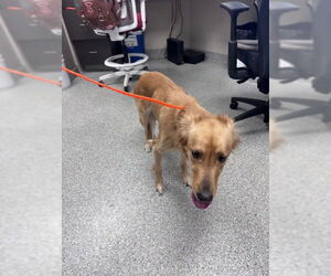 Golden Retriever-Unknown Mix Dogs for adoption in Pasadena, TX, USA
