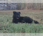 Small #7 German Shepherd Dog