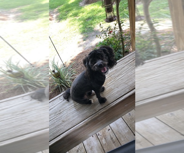 Medium Photo #1 Maltipoo Puppy For Sale in DOUGLAS, GA, USA