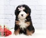 Small #2 Bernedoodle (Miniature)