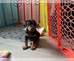 Small #8 Doberman Pinscher