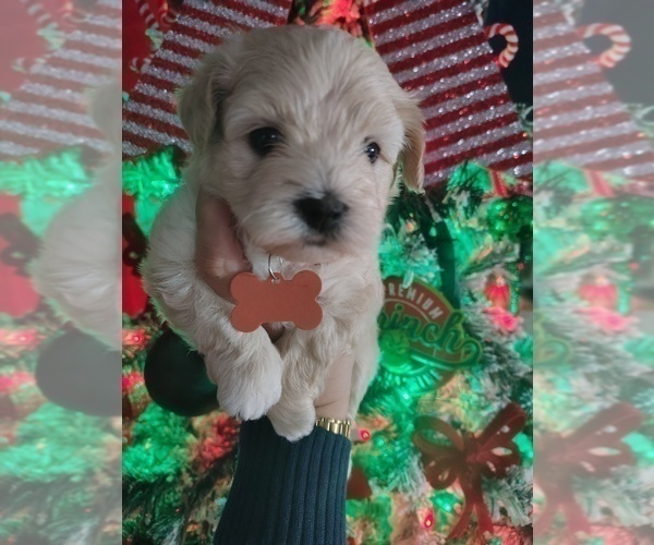 Medium Photo #2 Maltipoo (Miniature) Puppy For Sale in SAN ANTONIO, TX, USA