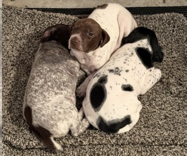 Medium Photo #3 German Shorthaired Pointer Puppy For Sale in WOODSTOCK, CT, USA