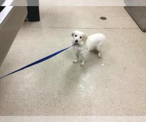 Maltese Dogs for adoption in Riverside, CA, USA