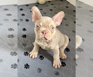 French Bulldog Puppy for sale in CORAL SPRINGS, FL, USA